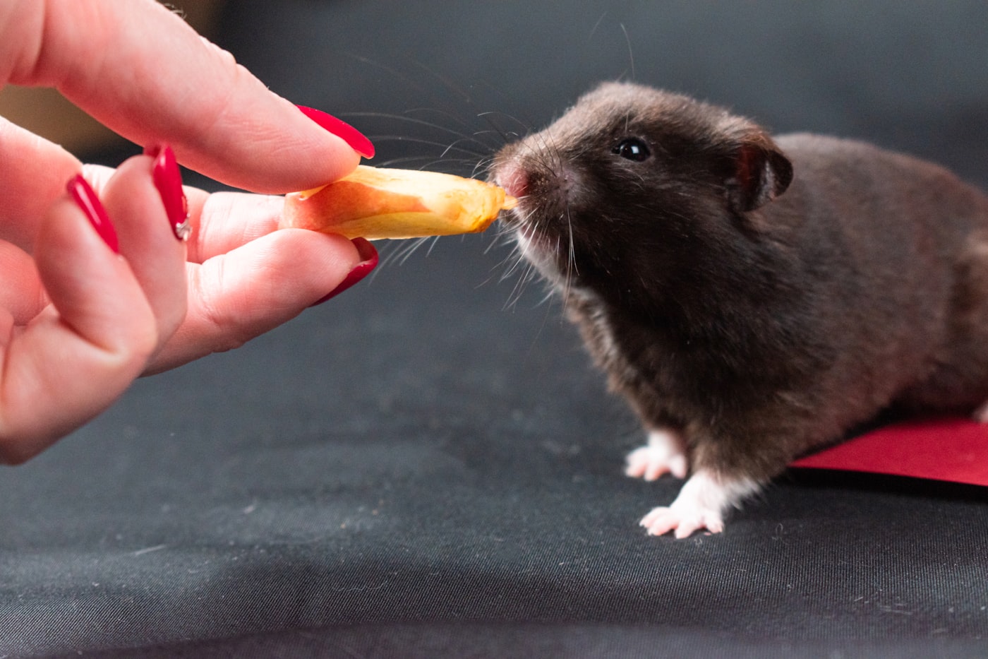 Cómo domesticar un hámster nuevo: los primeros días